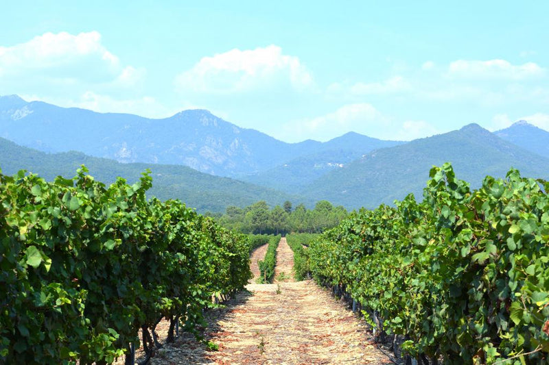 Vins de Corse : notre sélection des meilleurs crus de l'île de Beauté