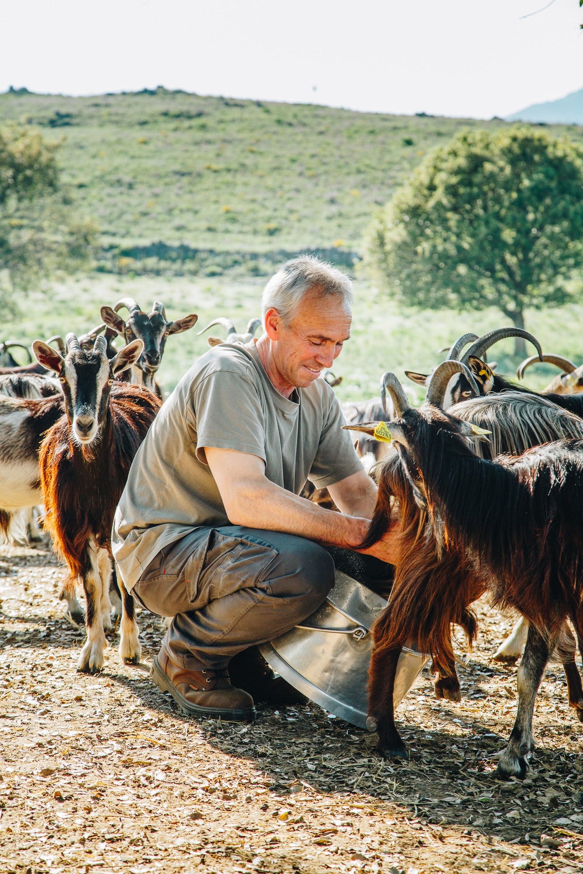 FROMAGES CORSE D'EXCEPTION