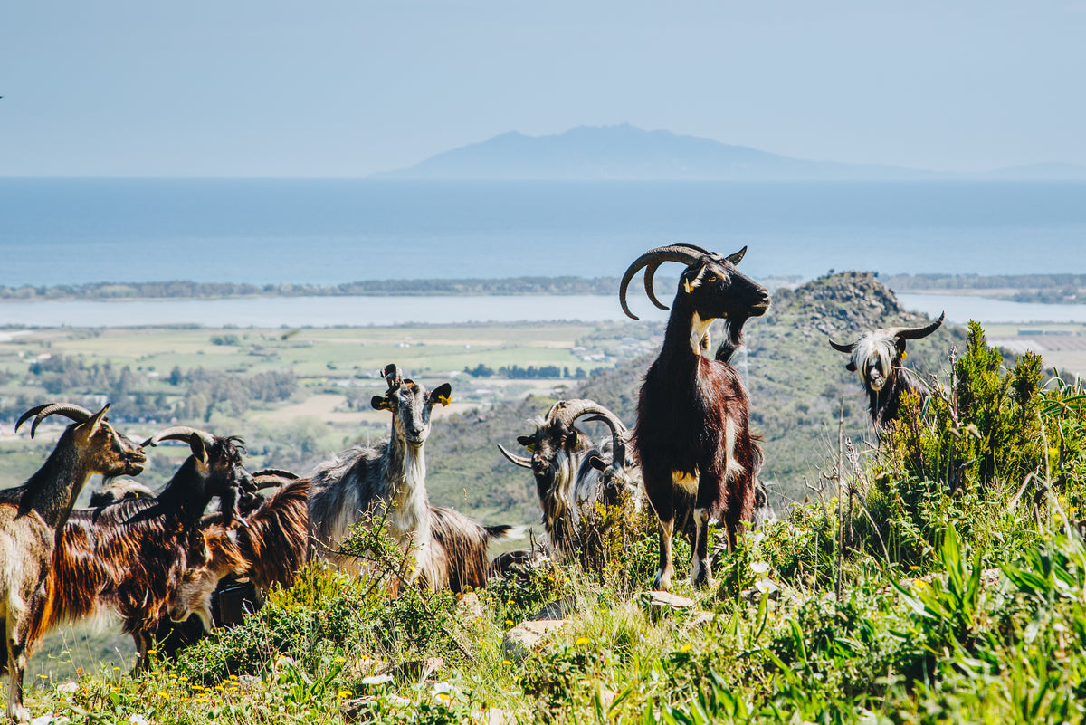 Paysage corse